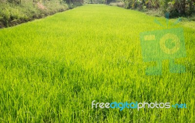 Rice Field Green Grass With Sun Shine Stock Photo