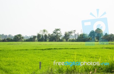 Rice Field Green Grass With Sun Shine Stock Photo