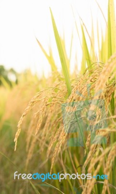 Rice Field In Thailand Stock Photo