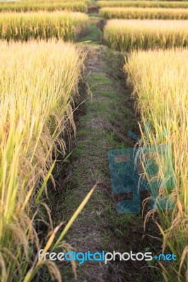 Rice Field In Thailand Stock Photo