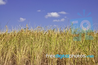 Rice Field In Thailand Stock Photo