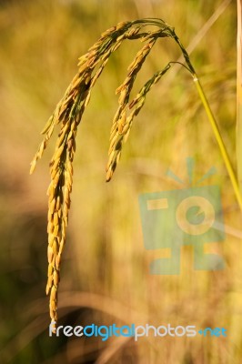 Rice Field In Thailand Stock Photo