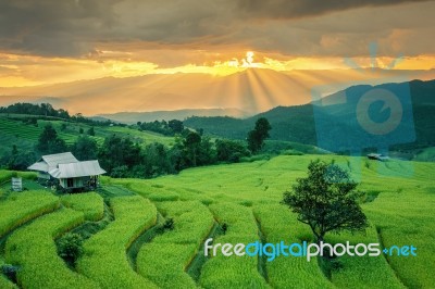 Rice Field On The Mountain Stock Photo