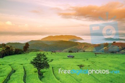 Rice Field On The Mountain Stock Photo