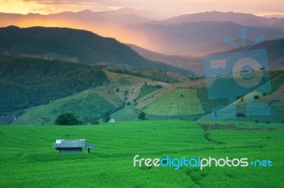 Rice Field On The Mountain Stock Photo