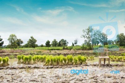 Rice Field Preparing Stock Photo