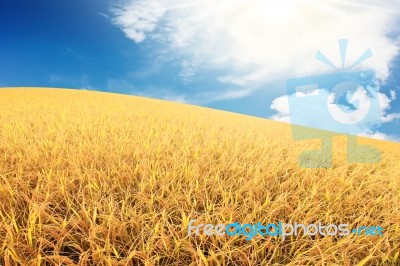 Rice Field Scene Stock Photo