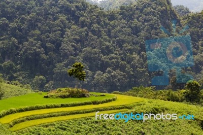 Rice Field Surrounded In Vietnam Surrounded By Mountains Stock Photo