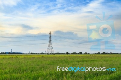 Rice Field With Electric Tower Stock Photo