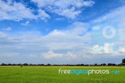 Rice Field With Sky Stock Photo