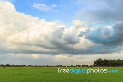 Rice Field With Sky Stock Photo