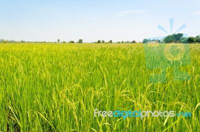 Rice Fields Stock Photo