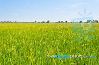 Rice Fields Stock Photo