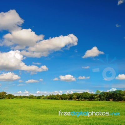 Rice Fields Stock Photo