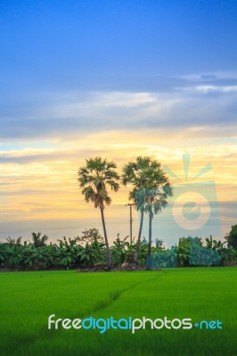 Rice Fields And Sky Stock Photo