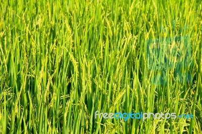 Rice Fields Before The Harvest Season Stock Photo