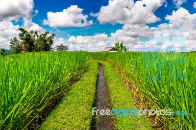 Rice Fields In Bali Island, Indonesia Stock Photo