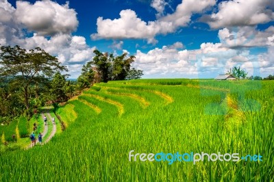 Rice Fields In Bali Island, Indonesia Stock Photo