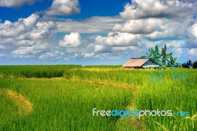 Rice Fields In Bali Island, Indonesia Stock Photo