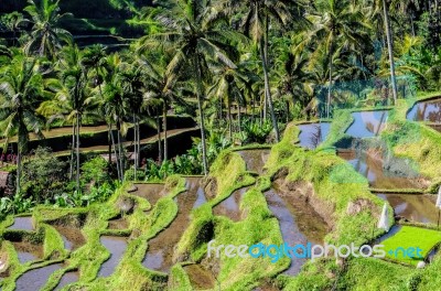 Rice Fields Of Bali Stock Photo