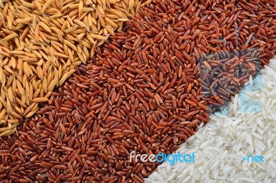 Rice Grain Stock Photo