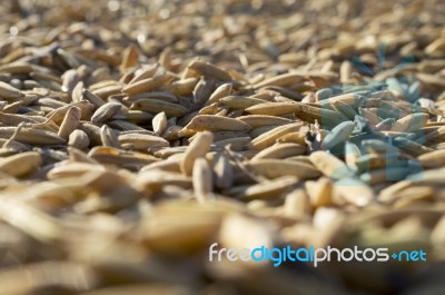 Rice Grain Stock Photo