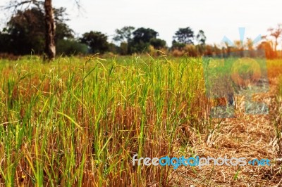 Rice Grains In A Field With The Daytime Stock Photo