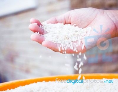 Rice Grains On Hand Stock Photo