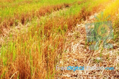 Rice Grains On The Field Stock Photo