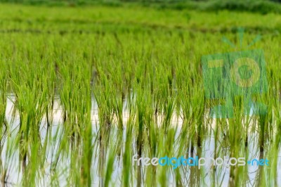 Rice Growing Stock Photo