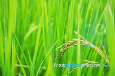 Rice Growing With Leaves Background Stock Photo