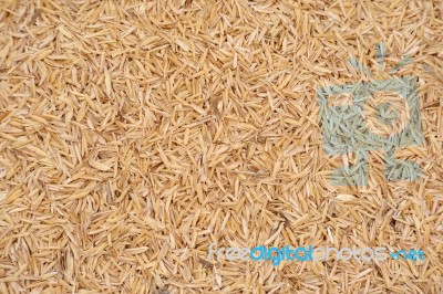 Rice Husk Stock Photo