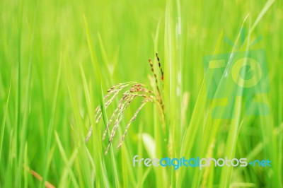 Rice In Rainy Season Stock Photo