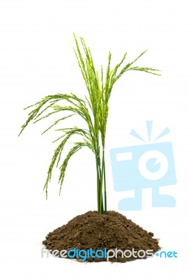 Rice In Soil Stock Photo