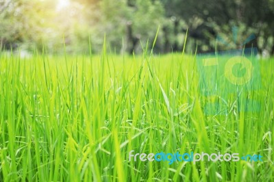 Rice Leaves With Sunshine Stock Photo