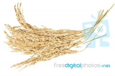 Rice Paddy Stock Photo