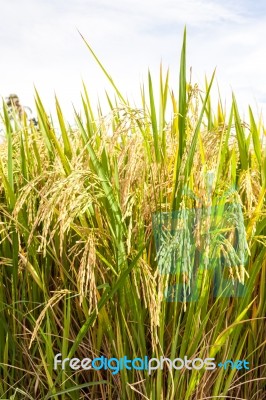 Rice Paddy Field Close Up Stock Photo