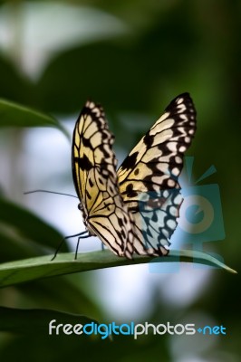 Rice Paper Butterfly (idea Leuconoe) Stock Photo