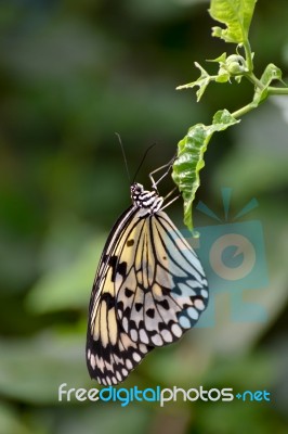 Rice Paper Butterfly (idea Leuconoe) Stock Photo