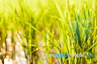 Rice Plant In Paddy With Morning Light Stock Photo