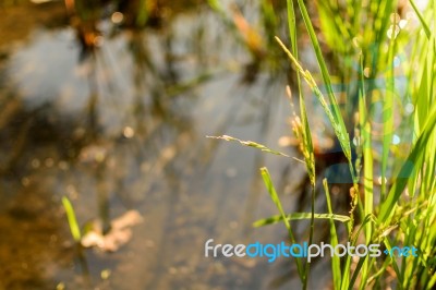 Rice Plant In Paddy With Morning Light Stock Photo