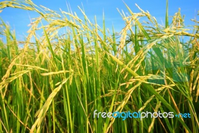 Rice Plantation Stock Photo