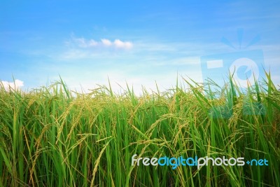 Rice Plantation Stock Photo