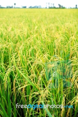 Rice Plantation Stock Photo