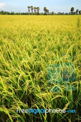 Rice Plantation Stock Photo