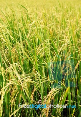 Rice Plantation Stock Photo