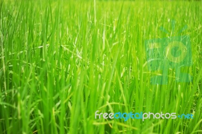 Rice Plants On Field Stock Photo