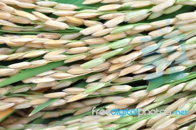 Rice Seed Stock Photo