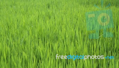 Rice Seedlings In The Rice Farm Stock Photo