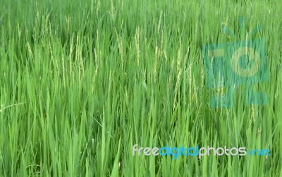 Rice Seedlings In The Rice Farm Stock Photo